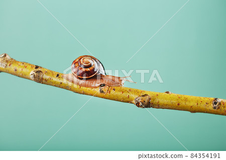A large snail with horns and a brown shell crawls along a branch on a green background A large snail with horns and a brown shell crawls along a branch on a green background 84354191