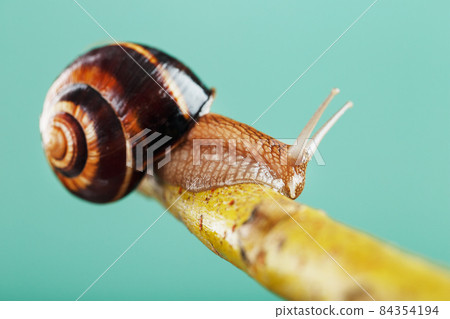 A patient snail with horns and a large shell crawls along a branch on a green background A patient snail with horns and a large shell crawls along a branch on a green background 84354194