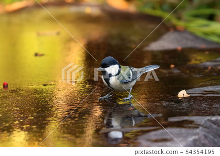 Great tit in the water Great tit in the water 84354195
