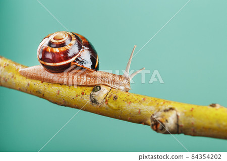 A patient snail with horns and a large shell crawls along a branch on a green background A patient snail with horns and a large shell crawls along a branch on a green background 84354202
