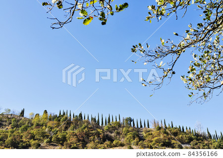 Landscape with cypress trees 84356166