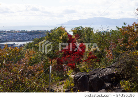 Beautiful autumn leaves of Enkianthus perulatus in Otakadaiyama, Ako City, Hyogo Prefecture, Japan 84356196