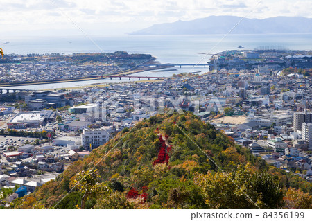 Beautiful autumn leaves of Enkianthus perulatus in Otakadaiyama, Ako City, Hyogo Prefecture, Japan 84356199