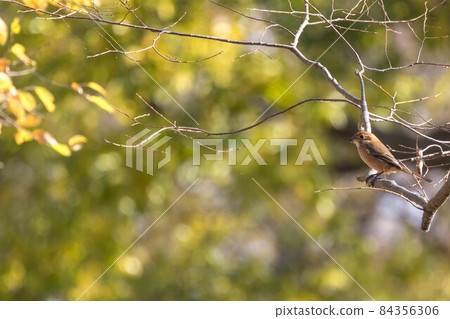 百舌鳥棲息在樹枝上 84356306