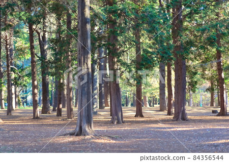 陽光明媚的早晨公園 84356544
