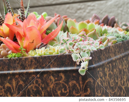 Group planting of cute succulents 84356695