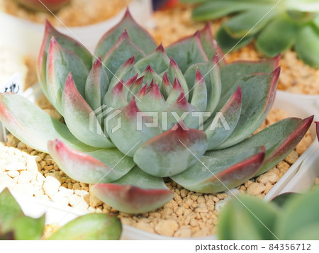 Group planting of cute succulents 84356712