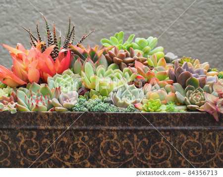 Group planting of cute succulents 84356713