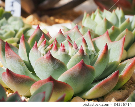 群植可愛多肉植物 84356714