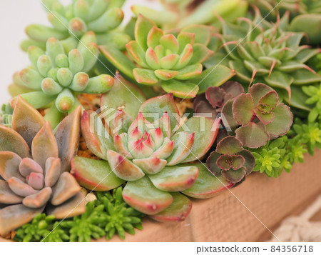 Group planting of cute succulents 84356718