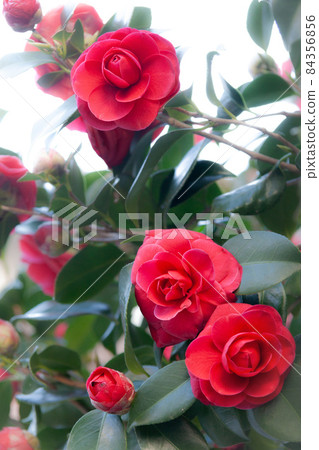 A camellia flower that blooms bright red in a flowing dark green leaf from the upper center to the lower right. A camellia flower that blooms bright red in a flowing dark green leaf from the upper center to the lower right. 84356856