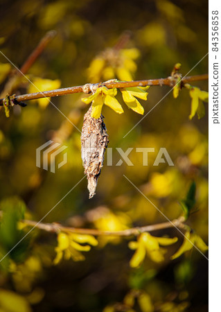 A moth larva that survives the wintering from autumn and does not withdraw from the mino even if the small yellow flowers in full bloom of the forsythia bloom. A moth larva that survives the wintering from autumn and does not withdraw from the mino even if the small yellow flowers in full bloom of the forsythia bloom. 84356858