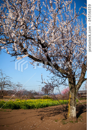 White plum blossoms on the branches extending from the lower right to the entire upper part of the field in the clear blue sky and rape blossoms that bloom yellow flowers underneath White plum blossoms on the branches extending from the lower right to the entire upper part of the field in the clear blue sky and rape blossoms that bloom yellow flowers underneath 84356859