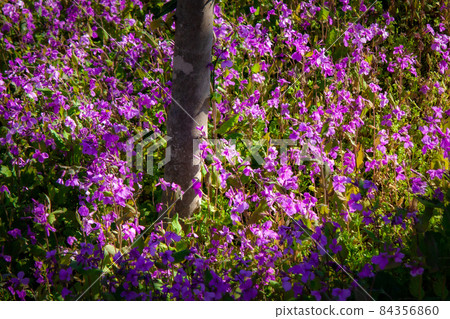 Orychophragmus radish, a cruciferous flower that blooms many small blue-purple flowers under the shade of a tree planted on a walking path Orychophragmus radish, a cruciferous flower that blooms many small blue-purple flowers under the shade of a tree planted on a walking path 84356860