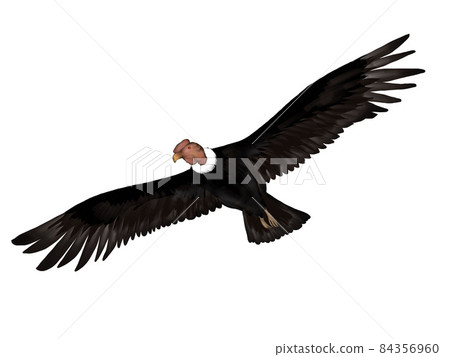 Illustration of a condor flying with its wings spread 84356960