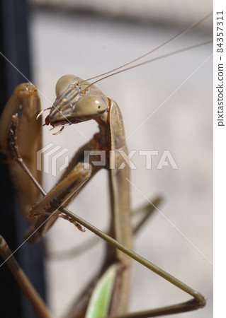 Mantis in late autumn November Mantis in late autumn November 84357311