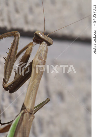 Mantis in late autumn November Mantis in late autumn November 84357312
