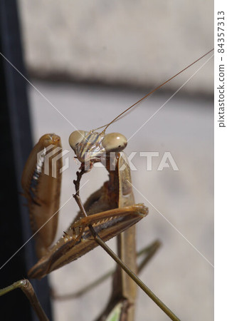 Mantis in late autumn November 84357313