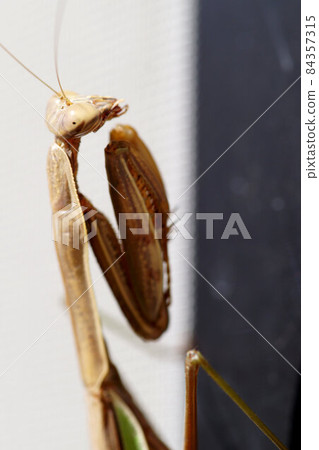Mantis in late autumn November Mantis in late autumn November 84357315