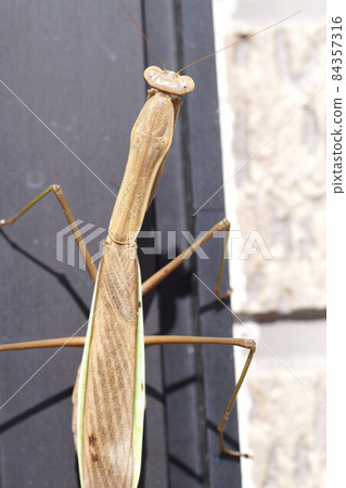 Mantis in late autumn November Mantis in late autumn November 84357316