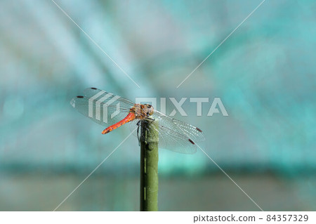 深秋紅蜻蜓11月 84357329
