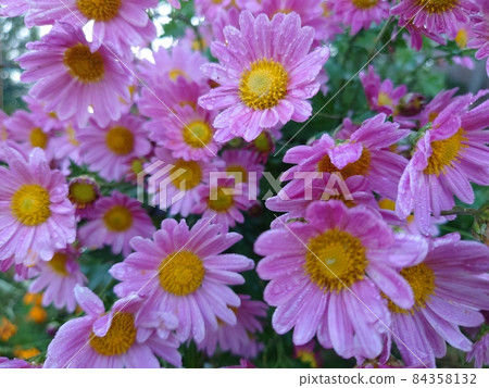 粉紅色的菊花 84358132