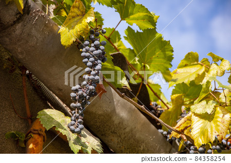A bunch of red grapes is hanging from the edge of the roof. 84358254