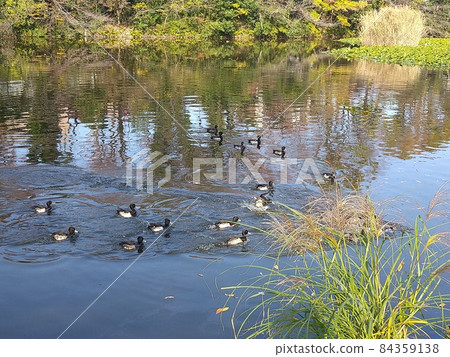 Promenade fixed point shooting Kikunaike early winter water surface duck Promenade fixed point shooting Kikunaike early winter water surface duck 84359138