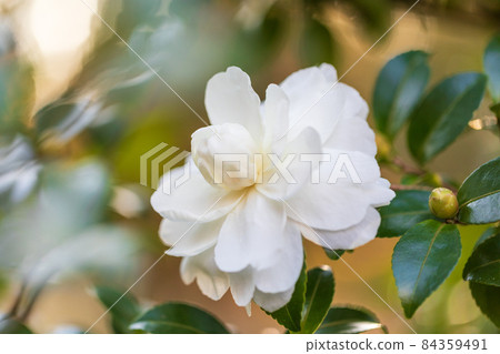 茶花 84359491