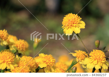 Yellow flower 84360237