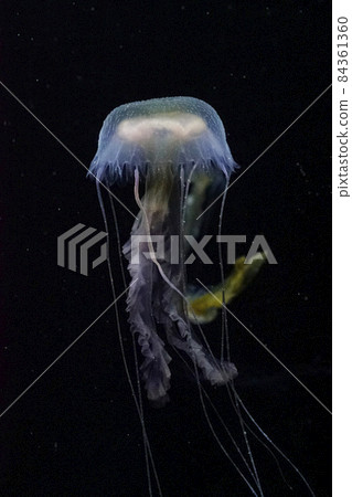 Okidurage Okidurage 84361360