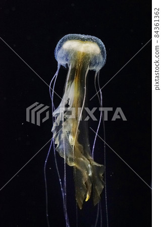 Okidurage Okidurage 84361362