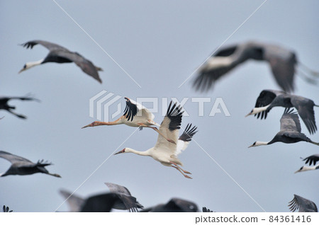 西伯利亞鶴的飛行(鹿兒島縣和泉市) 西伯利亞鶴的飛行(鹿兒島縣和泉市) 84361416