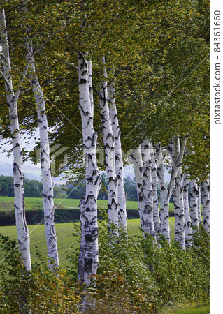 秋天的白樺林 84361660