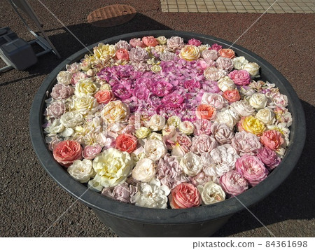 在世博園的玫瑰園 在世博園的玫瑰園 84361698