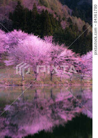 Sakura of Lake Nakatsuna (soft focus) Sakura of Lake Nakatsuna (soft focus) 84361780