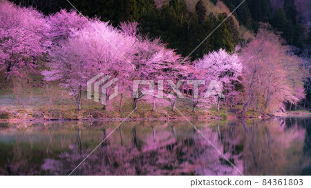 Sakura of Lake Nakatsuna (soft focus) 84361803