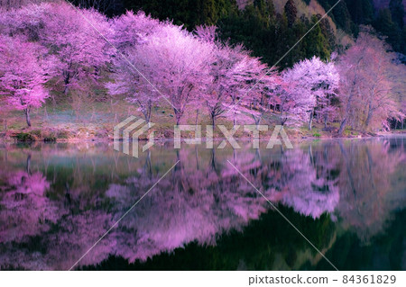 中綱湖的櫻花(柔焦) 中綱湖的櫻花(柔焦) 84361829