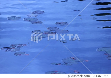 Nameless pond (commonly known as Monet's pond) Nameless pond (commonly known as Monet's pond) 84361956