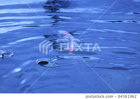 Nameless pond (commonly known as Monet's pond) 84361962