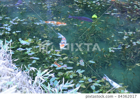 Nameless pond (commonly known as Monet's pond) 84362017