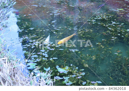 Nameless pond (commonly known as Monet's pond) 84362018