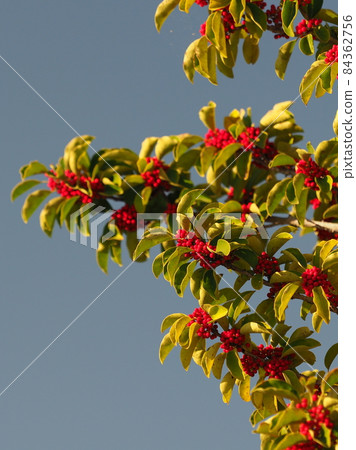 Kuroganemochi (for lucky charm and autumn image) 84362756