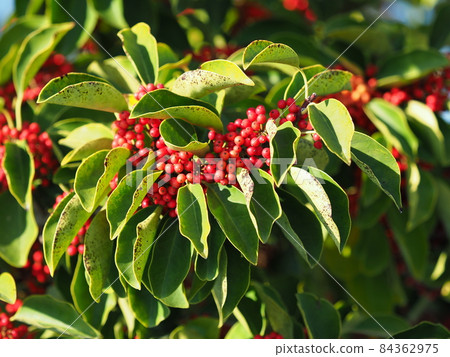 Kuroganemochi (for lucky charm and autumn image) Kuroganemochi (for lucky charm and autumn image) 84362975