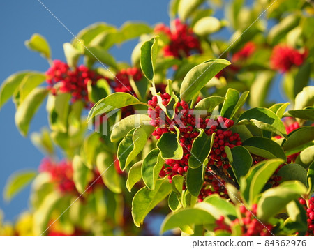 Kuroganemochi (for lucky charm and autumn image) 84362976