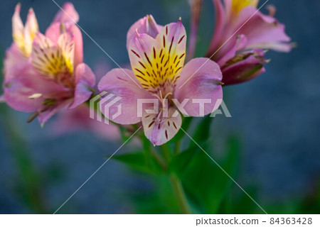 2021 Alstroemeria 6 2021 Alstroemeria 6 84363428