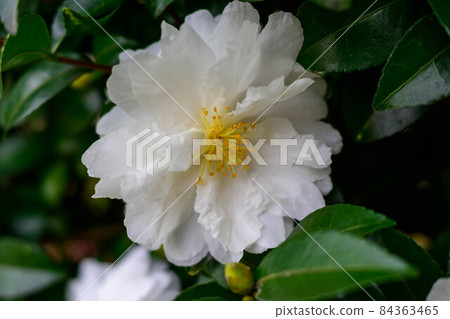 White sasanqua 10 84363465