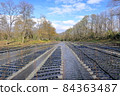 Kitahata of Daio Wasabi Farm, Hotaka, Azumino City, Nagano Prefecture 84363487