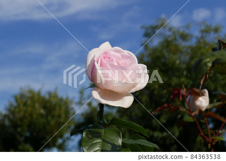 Kashiwanoha Park, Kashiwa City, Chiba Prefecture Pink roses (horizontal) 84363538