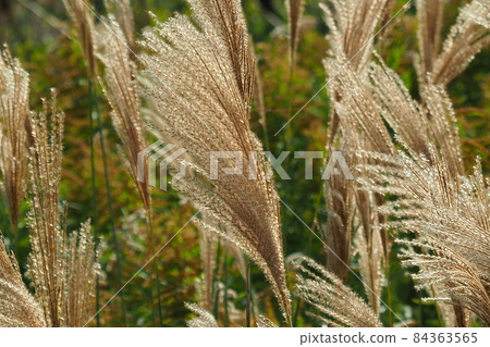 Miscanthus (for autumn image and Japanese culture) Miscanthus (for autumn image and Japanese culture) 84363565